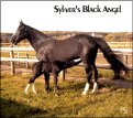 Syl-ver's Black Angel